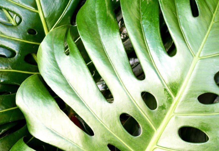 Swiss Cheese Plant Gardenfrontier A healthy Swiss Cheese Plant showing deep fenestrations holes in its large green leaves