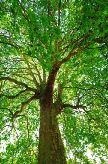 Sycamore Tree close Gardenfrontier Sycamore Tree close