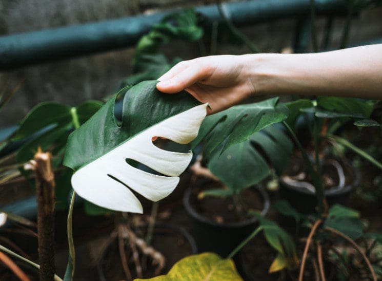 Variegated Monstera Deliciosa Gardenfrontier Variegated Monstera Deliciosa