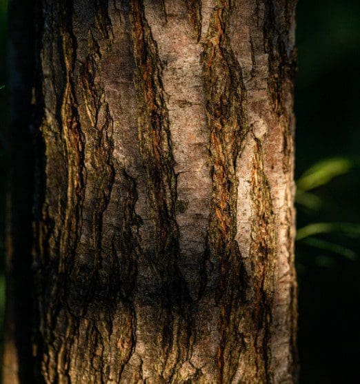 Acacia Wood Bark Gardenfrontier Close up of the rough texture of Acacia wood bark