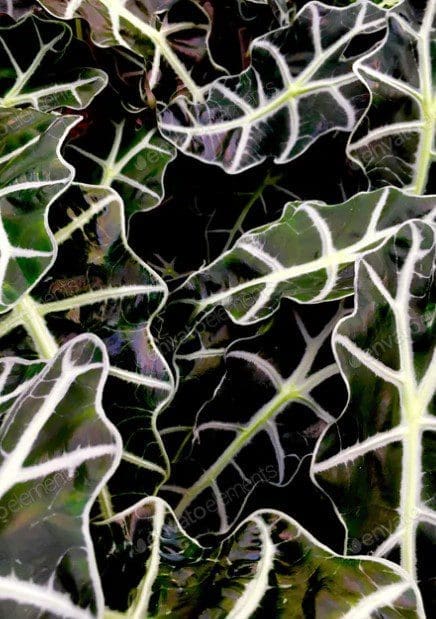 Alocasia Plant Gardenfrontier Alocasia Plant