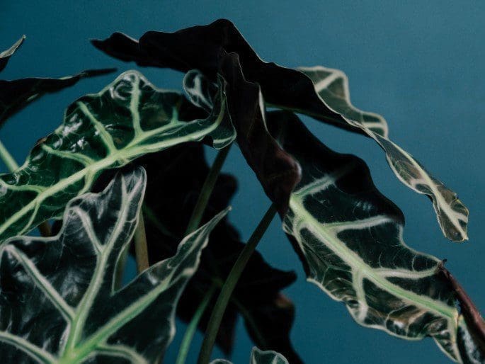 Alocasia Gardenfrontier Alocasia