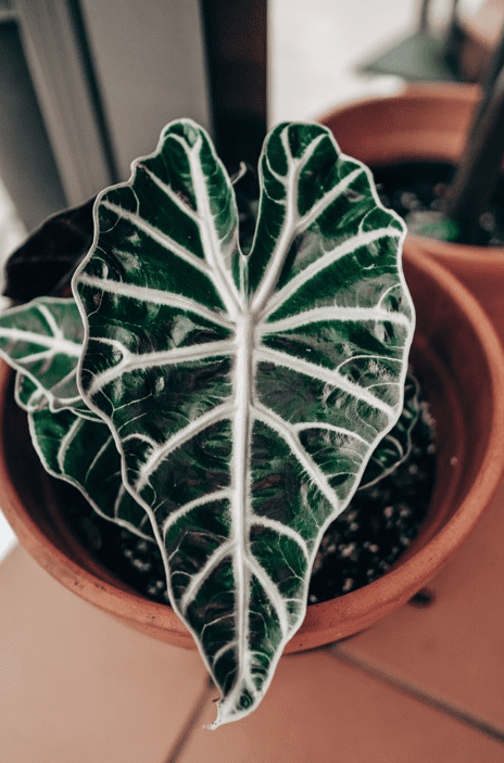 Alocasia Polly Gardenfrontier Alocasia Polly