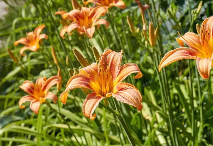 Alstroemeria Gardenfrontier Alstroemeria