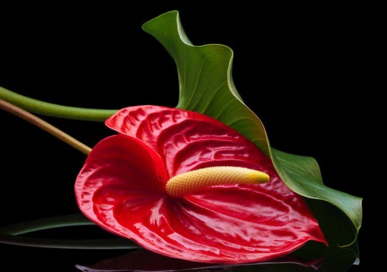 Anthurium Gardenfrontier Anthurium