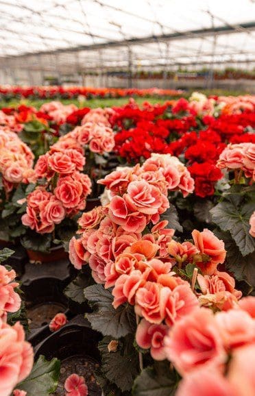 Begonia Elatior Gardenfrontier Begonia Elatior