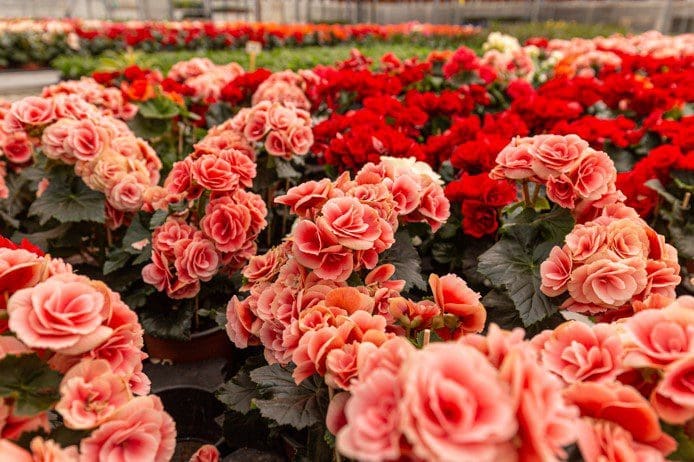 Begonias Gardenfrontier Begonias