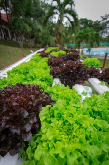 Bibb Lettuce Hydroponic Gardenfrontier Bibb Lettuce Hydroponic