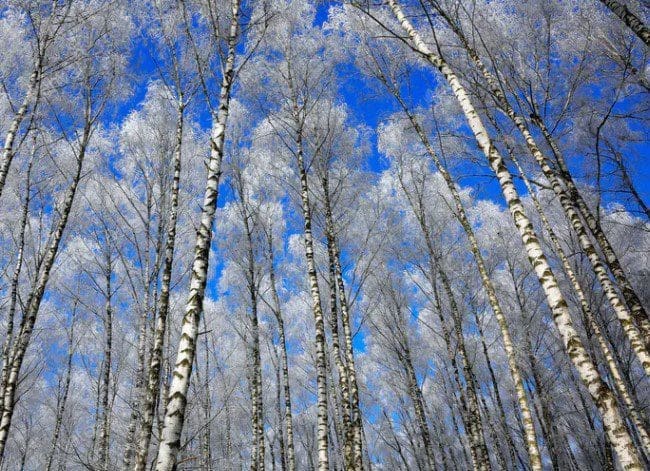 Birch Trees Gardenfrontier Birch Trees