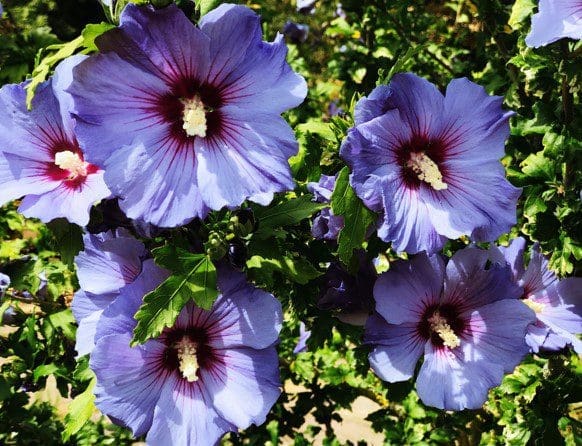 Blue Chiffon Gardenfrontier Blue Chiffon