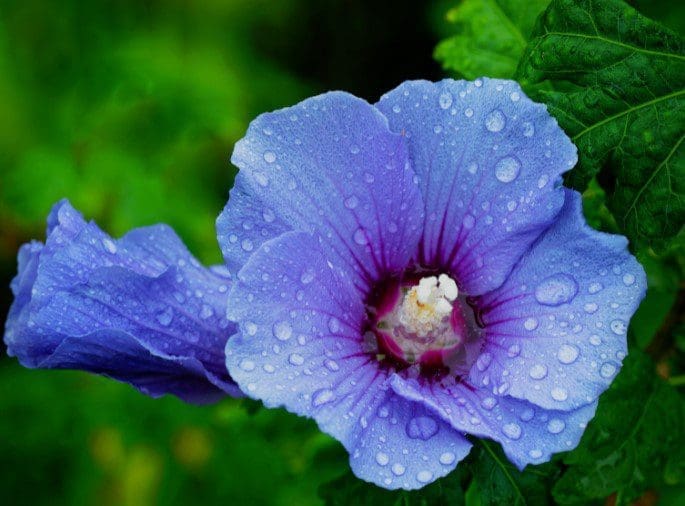 Blue Satin Hibiscus Gardenfrontier Blue Satin Hibiscus