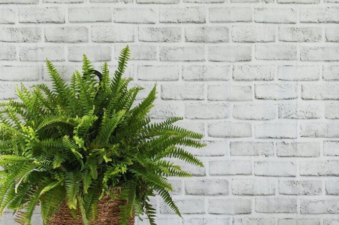 Boston Fern Gardenfrontier Boston Fern