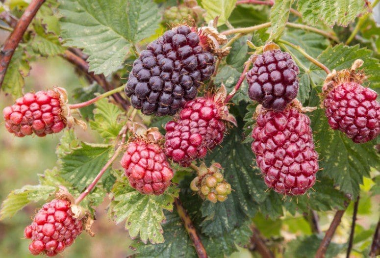 Boysenberry Gardenfrontier Boysenberry