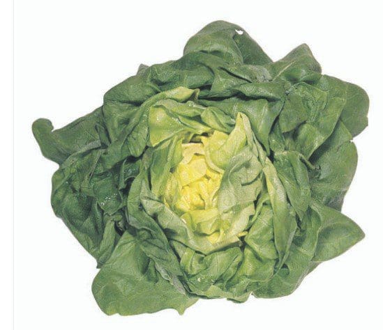 Butter Lettuce Gardenfrontier Butter Lettuce