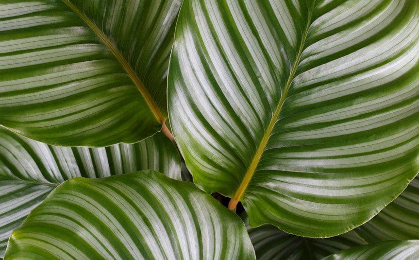 Calathea Medallion Gardenfrontier Calathea Medallion