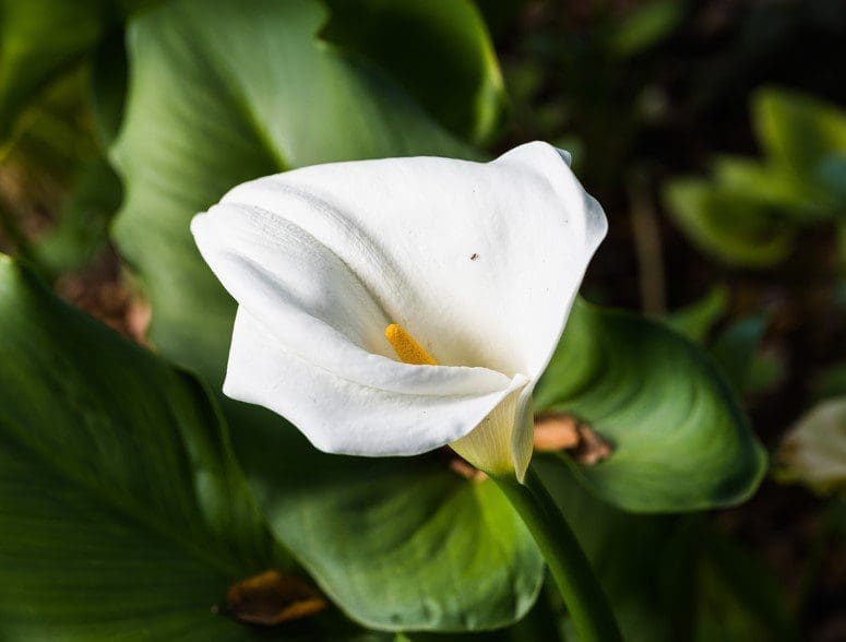 Elegant White Calla Lily A beautiful white calla lily flower blooming in a garden