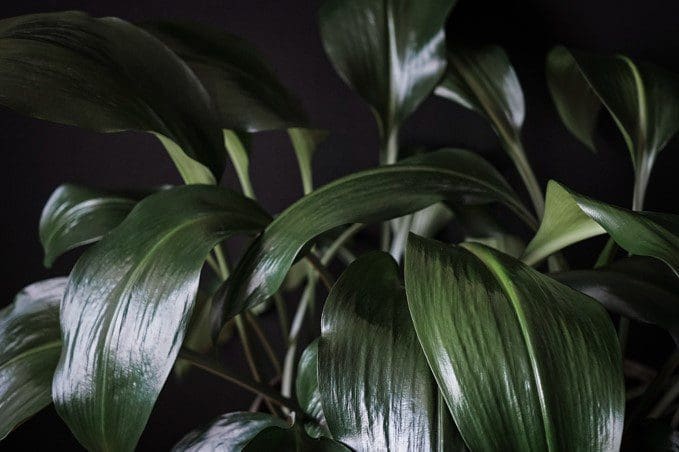 Cast Iron Plant Gardenfrontier Cast Iron Plant
