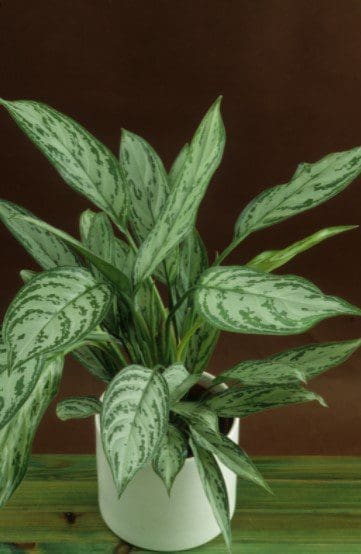 Chinese evergreensAglaonema Gardenfrontier Chinese evergreens Aglaonema