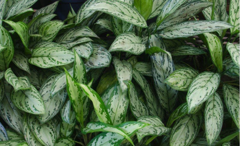 Chinese evergreens Gardenfrontier Chinese evergreens