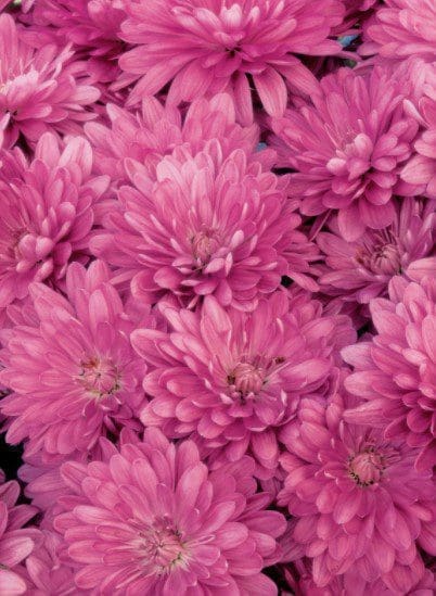 Chrysanthemum blooms Gardenfrontier Chrysanthemum blooms