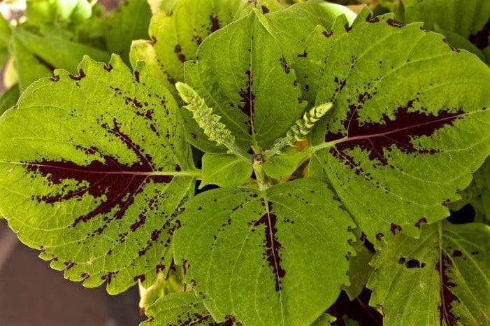 Coleus Gardenfrontier Coleus