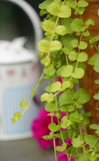 Creeping Jenny Hanging Gardenfrontier Creeping Jenny Hanging