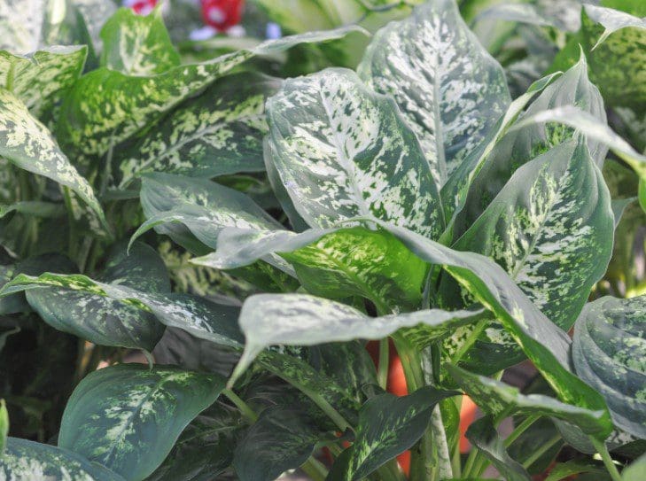 Dieffenbachia Plant Gardenfrontier Dieffenbachia Plant