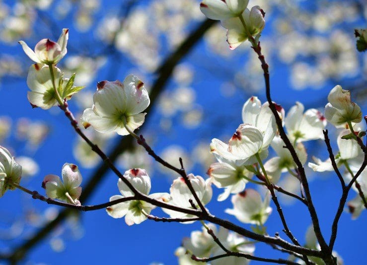 Dogwood Tree Gardenfrontier Dogwood Tree