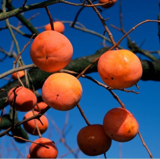 Fuyu Persimmon Gardenfrontier Fuyu Persimmon