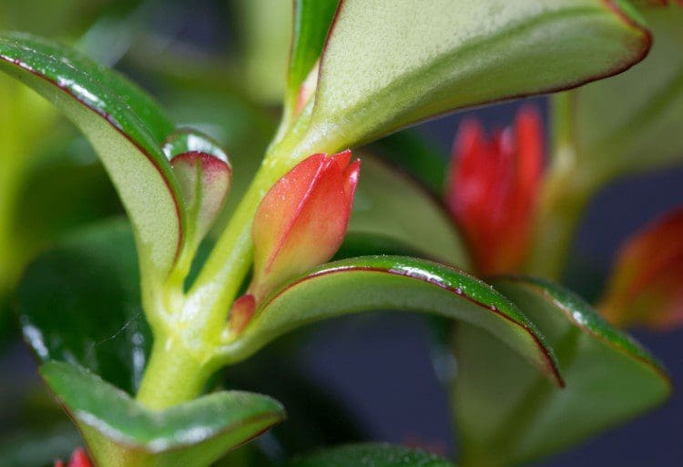 Goldfish Plant Gardenfrontier Goldfish Plant