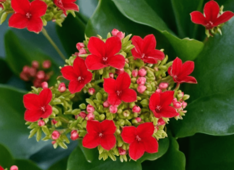 Kalanchoe blossfeldiana Gardenfrontier Kalanchoe blossfeldiana