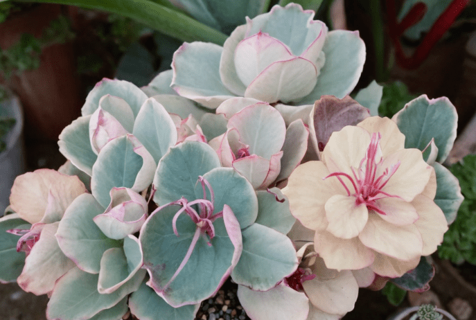 Kalanchoe fedtschenkoi Gardenfrontier Kalanchoe fedtschenkoi
