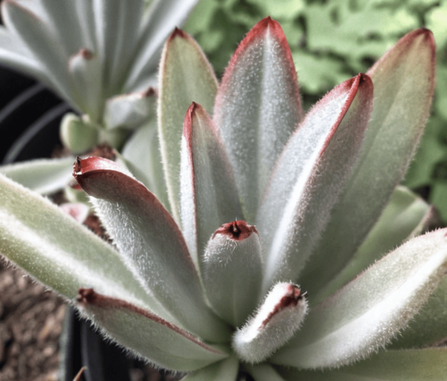 Kalanchoe tomentosa Gardenfrontier Kalanchoe tomentosa