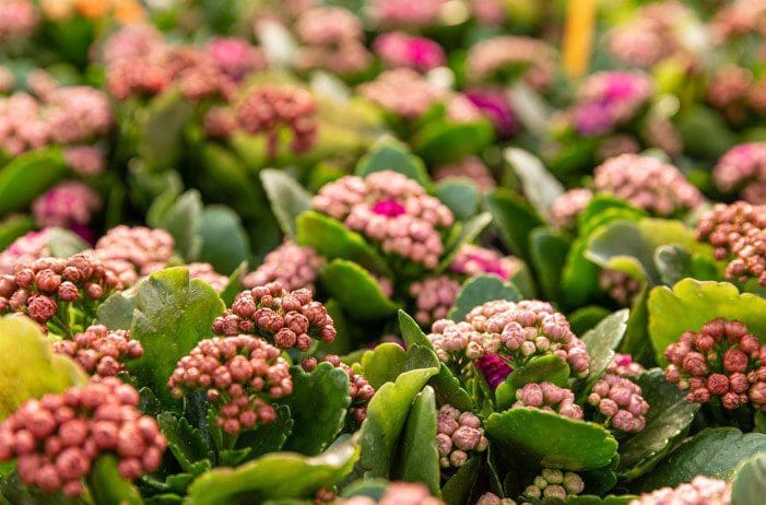 Kalanchoe Gardenfrontier Kalanchoe