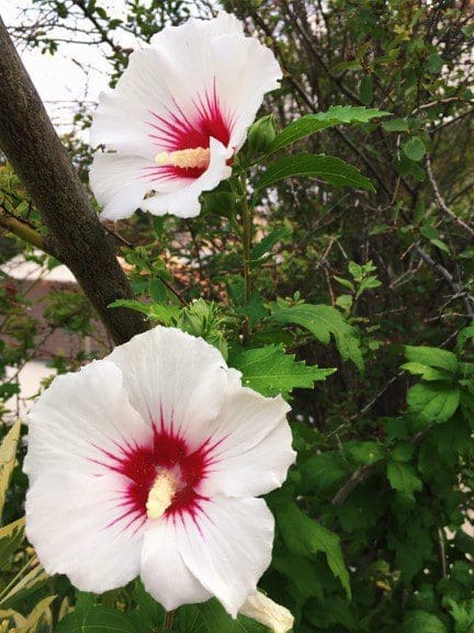 Lil Kim hibiscus Gardenfrontier Lil Kim hibiscus