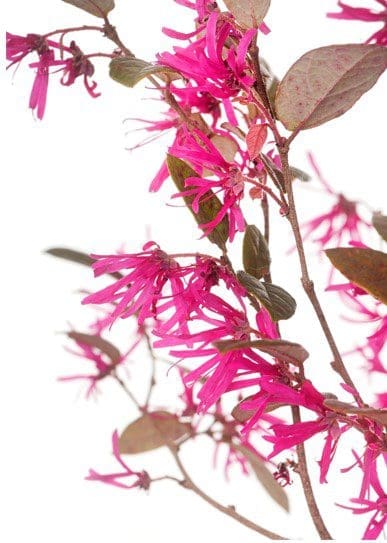 Loropetalum Chinense Gardenfrontier Loropetalum Chinense