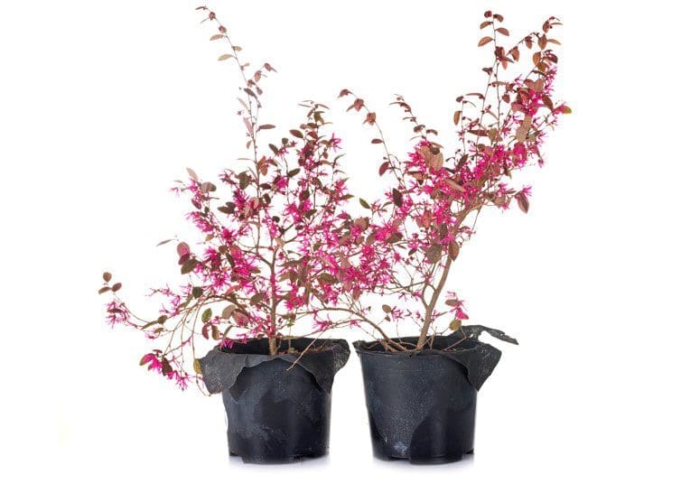 Loropetalum Gardenfrontier Loropetalum
