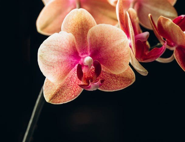 Moth orchid Gardenfrontier Moth orchid