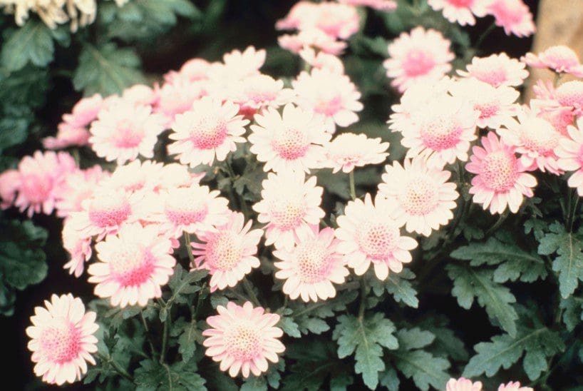 Mums Gardenfrontier Mums