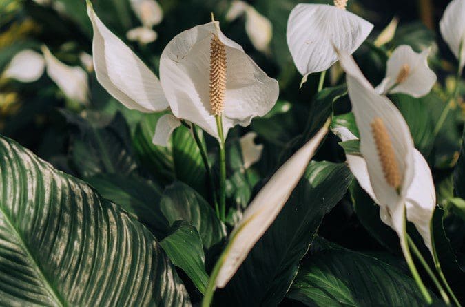 Peace lily Gardenfrontier Peace lily