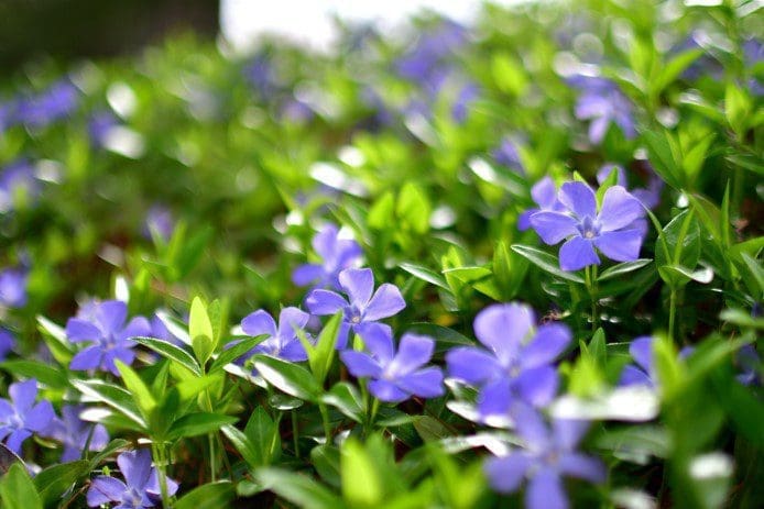 Periwinkle Plants Gardenfrontier Beautiful pink and purple periwinkle flowers blooming in a garden