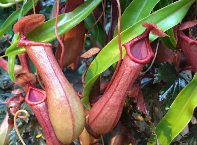 Pitcher Plants Gardenfrontier Pitcher Plants