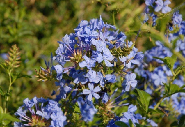 Plumbago auriculata Gardenfrontier A lush cluster of light sky blue Plumbago auriculata flowers blooming in the sun