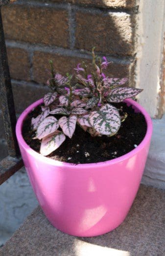 Polka Dot Plant in Pot Gardenfrontier Polka Dot Plant in Pot