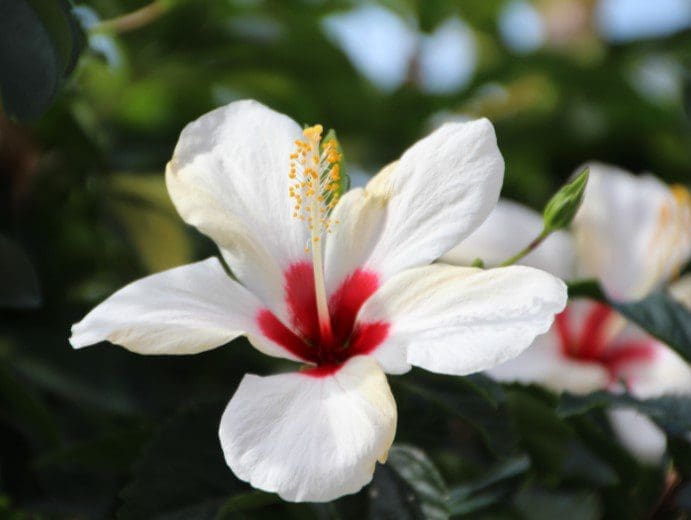 Red Heart Hibiscus Gardenfrontier Red Heart Hibiscus
