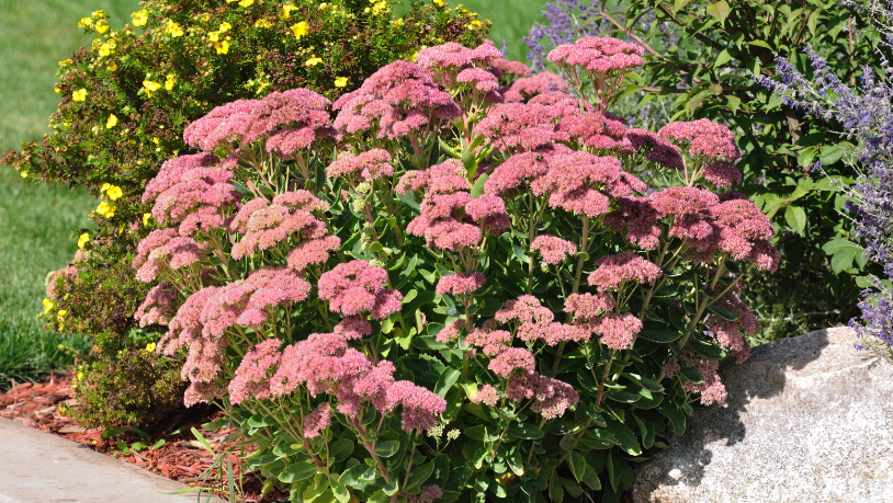 Sedum Autumn Joy Gardenfrontier Sedum Autumn Joy