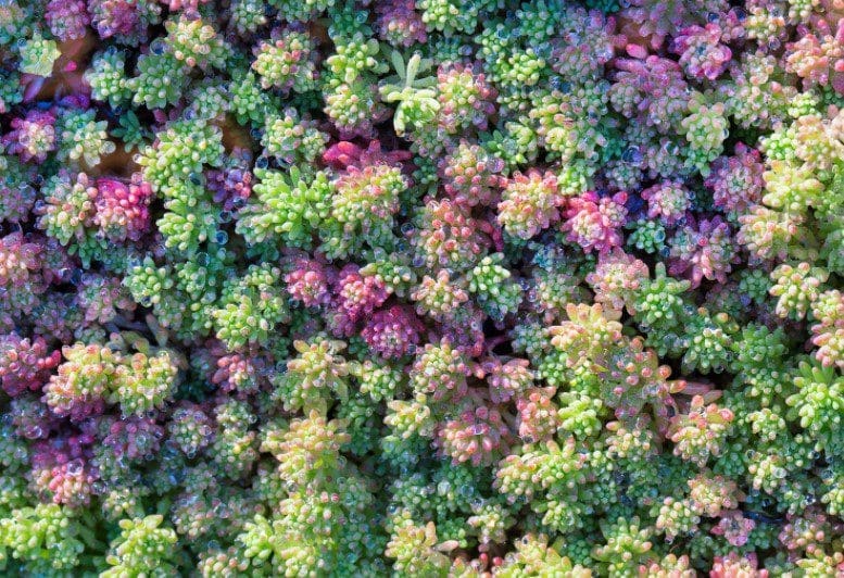 Planting Sedum Mats as a Ground Cover Carpet Gardenfrontier Sedum mat carpet installed as low growing ground cover beside patio stones in a sunny driveway garden