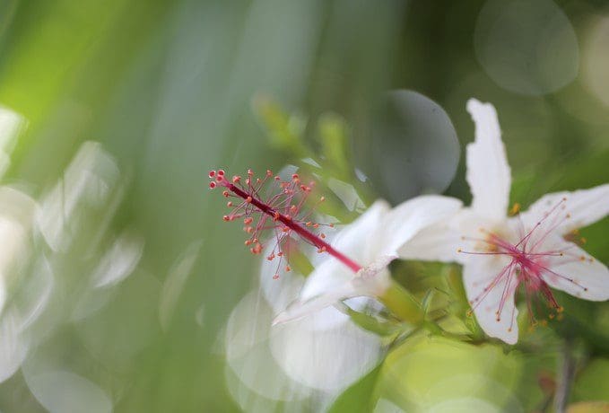 Sugar Tip Hibiscus Gardenfrontier Sugar Tip Hibiscus