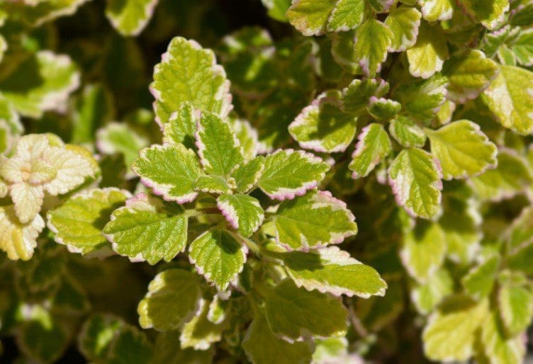 Swedish Ivy Gardenfrontier A lush green Swedish Ivy hanging houseplant