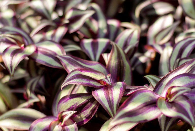 Tradescantia Gardenfrontier Tradescantia
